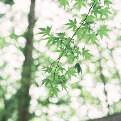 梦幻灵诀手游正式版下载